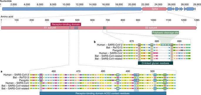 SARS-CoV-2 : un produit de la sélection naturelle, pas un gène