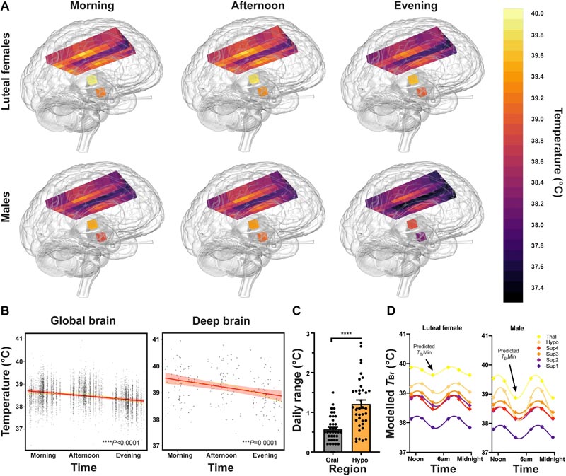 La température du cerveau humain en bonne santé dépasse le précédent E