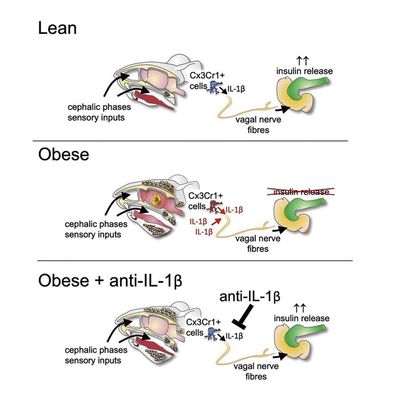 Le stimulus sensoriel des repas déclenche une inflammation cérébrale