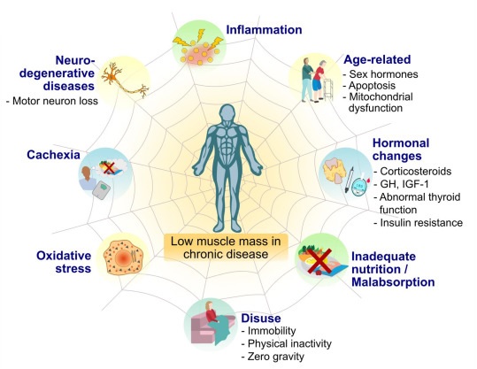 Santé musculaire et nutrition