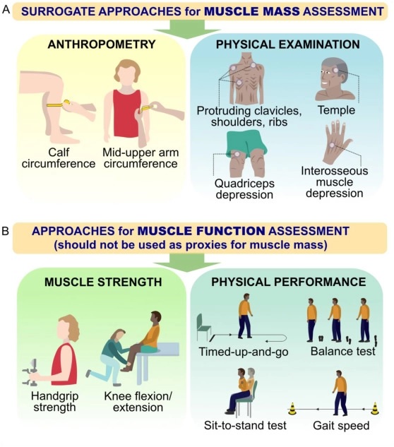 Santé musculaire et nutrition