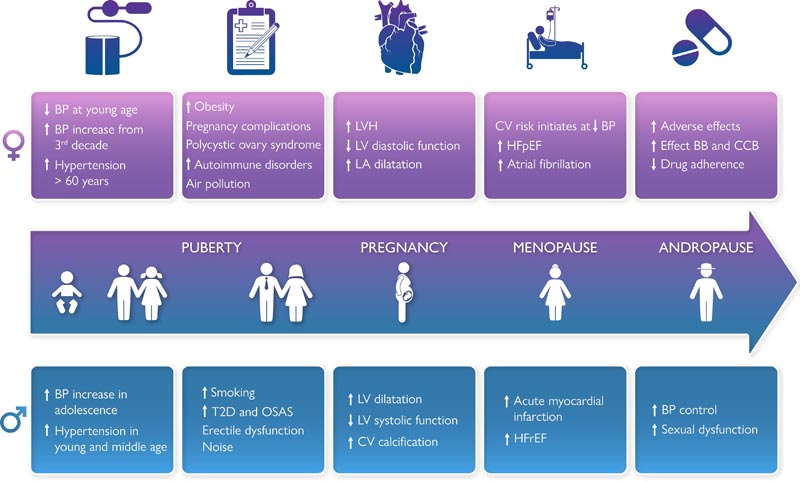 Comprendre les différences entre les sexes en matière d’hypertension artérielle