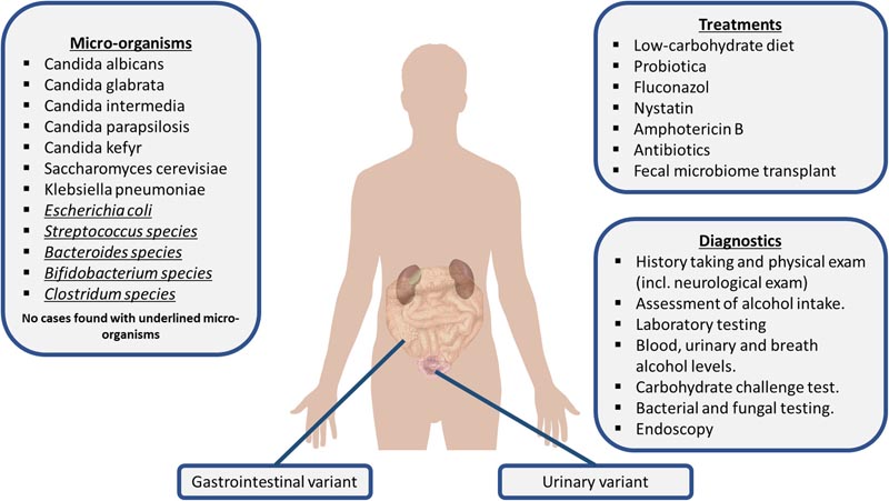 Explorer le syndrome de fermentation intestinale