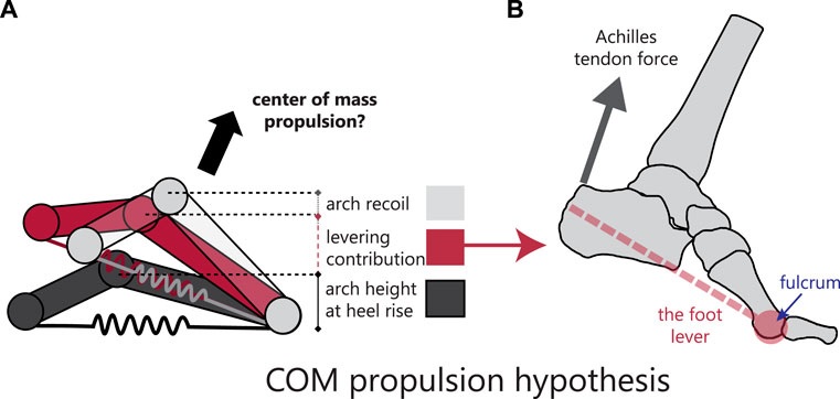 L’évolution humaine liée à la voûte plantaire flexible
