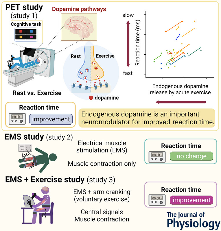 Comprendre l’euphorie, la dopamine et le rouage de l’exercice