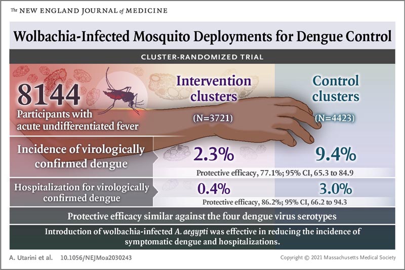 Contrôle des moustiques transmetteurs de la dengue : évaluer