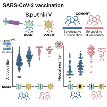 Le vaccin Spoutnik V induit une séroconversion et une neutralisation