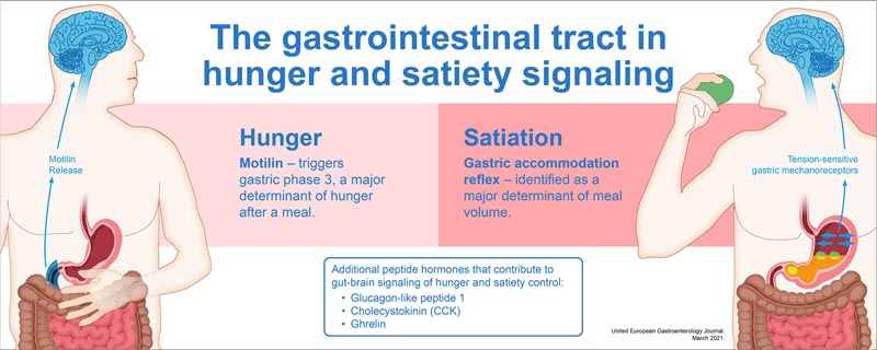 Tractus gastro-intestinal dans le signe de la faim et de la satiété