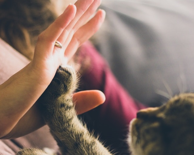 Esplorare l’impatto del possesso di animali dome